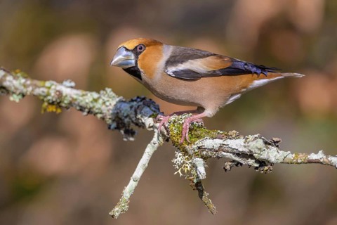 Hawfinch (Coccothraustes coccothraustes), male in breeding plumage on a lichen-covered branch,