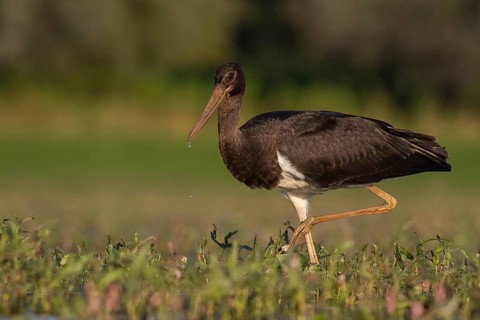 Black Stork (Ciconia nigra) juvenile foraging, Tiszaalpár, Hungary