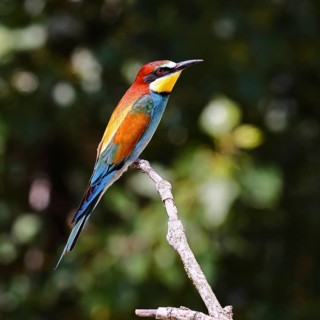 European bee-eater (Merops apiaster) sitting on a branch, dark background, Lake Neusiedl,