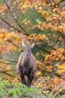 A female ibex (Capra ibex) standing on a cloudy day on a green meadow on top of a hill. A forest in