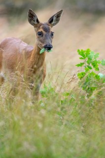 Female roe deer (Capreolus capreolus) in a meadow, grazing on a leaf, feeding, browsing, Vechta,