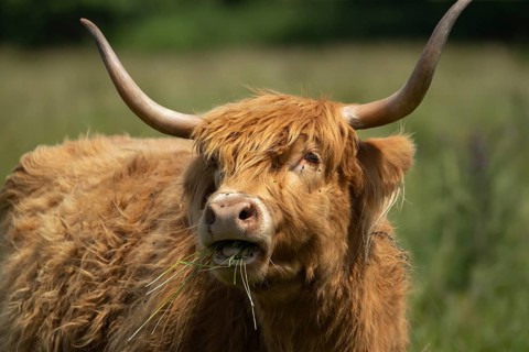 Highland cow or cattle (Bos taurus taurus) adult farm animal feeding or grazing on grass, England,