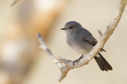 Blackstart (Oenanthe melanura), Oman