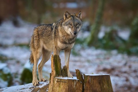 A wolf stands on a tree stump in the snowy forest and looks curiously, Winter, Wolf (Canis lupus),