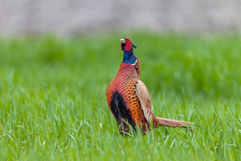 The pheasant cock (Phasianus colchicus) begins its mating ritual with its head held upright, mating