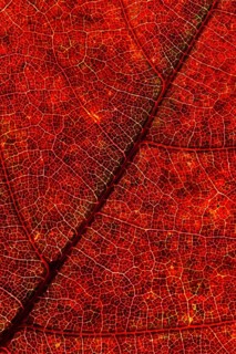 Structure of an autumn-colored leaf, foliage, tree, Vechta, Lower Saxony, Germany