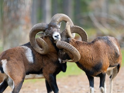 Two grouches have wedged their horns, North Rhine-Westphalia, Germany