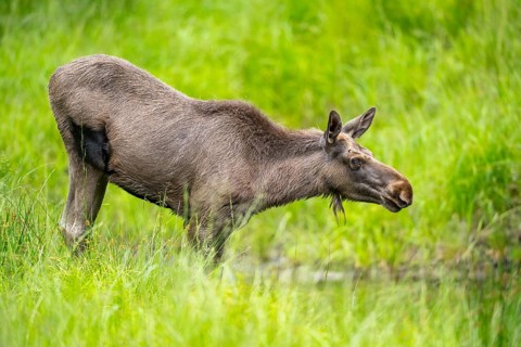 Eurasian elk (Alces alces) standing in a little swamp in early summer, Bavarian Forest, Bavaria,