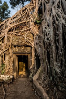 Ta Prohm, Angkor Wat, Angkor, UNESCO World Heritage Site, Siem Reap, Cambodia, Indochina, Southeast