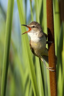 Great Reed Warbler (Acrocephalus arundinaceus) singing, Castile-La Mancha, Spain