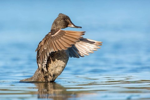 Freckled Duck (Stictonetta naevosa) male flapping, Victoria, Australia