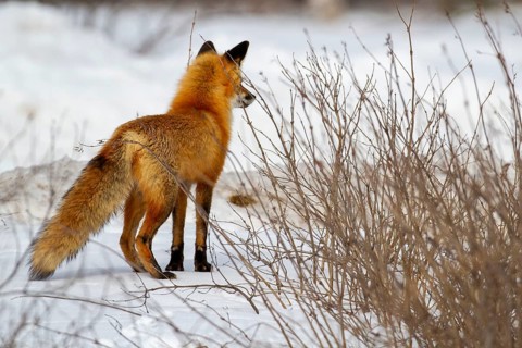 Red fox (vulpes vulpes) watching squirrels, Montreal botanical garden, province of Quebec, Canada
