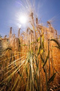 Experimental field with barley (Hordeum vulgare) at the Leibniz Institute of Plant Genetics and