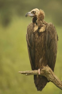 Eurasian Black Vulture (Aegypius monachus) sitting on a branch, Torrejon el Rubio, Monfragüe,