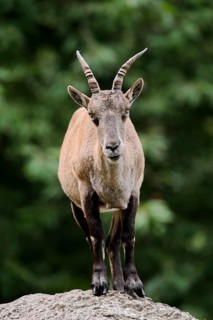 Alpine ibex (Capra ibex), female, Germany