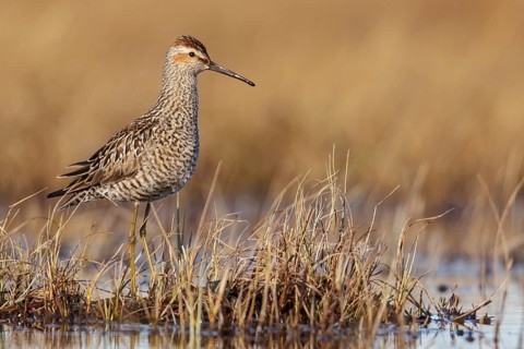 Stilt Sandpiper (Calidris himantopus) feeding in a shallow pond near Churchill, Manitoba, Canada