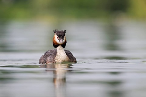 Great Crested Grebe (Podiceps Scalloped ribbonfish), swimming in the water, Lake Zug, Canton Zug,