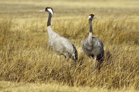 Common Crane (Grus grus), Laguna de Gallocanta, Spain