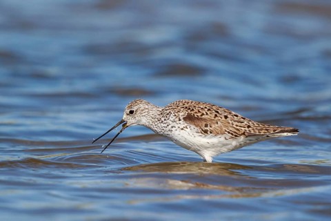 Marsh Sandpiper (Tringa stagnatilis) foraging, Lesvos, Greece