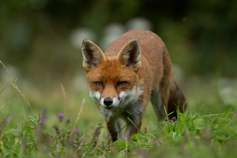 Red fox (Vulpes vulpes) adult wild animal in grassland in summer, England, United Kingdom
