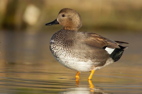 Gadwall duck (Anas strepera) adult male duck on a lake, England, United Kingdom