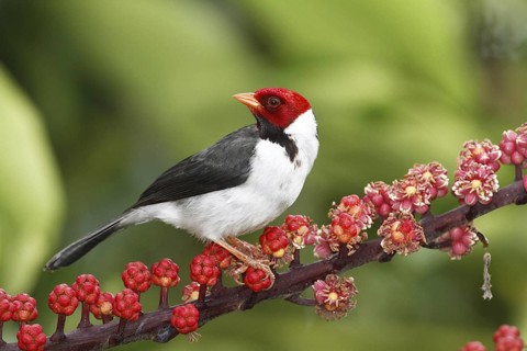 Yellow-billed Cardinal (Paroaria capitata), Hawaii, USA