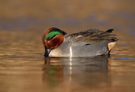 Green-winged Teal (Anas carolinensis) male, British Columbia, Canada