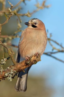A jay (Garrulus glandarius), sitting on a branch against a blue sky, Odenwald, Hesse, Germany