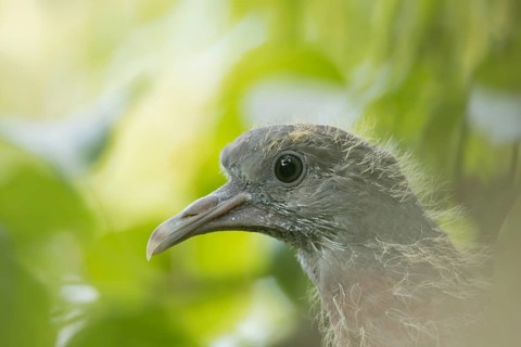 Wood pigeon (Columba palumbus) juvenile baby squab bird head portrait, Suffolk, England, United