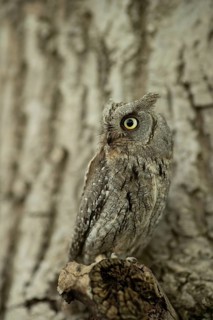 Eurasian Scops Owl (Otus scops) captive, juvenile, Germany