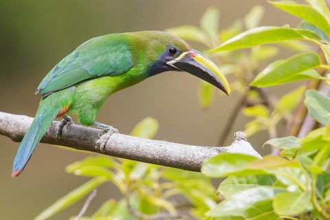 Emerald Toucanet (Aulacorhynchus prasinus) perched on a branch in Costa Rica