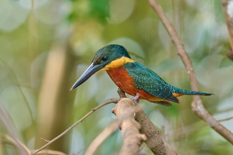 A colourful kingfisher sits attentively on a branch in a natural environment, Red-breasted
