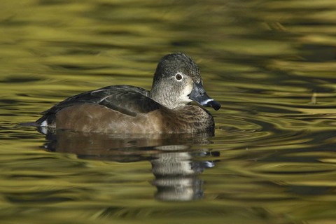 Ring-necked Duck (Aythya collaris) female, Arizona, USA