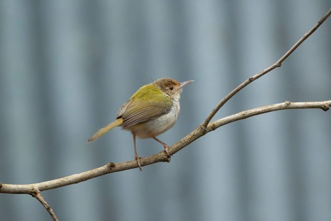 A Common Tailorbird (Orthotomus sutorius), Sreepur, Gazipur, bangladesh
