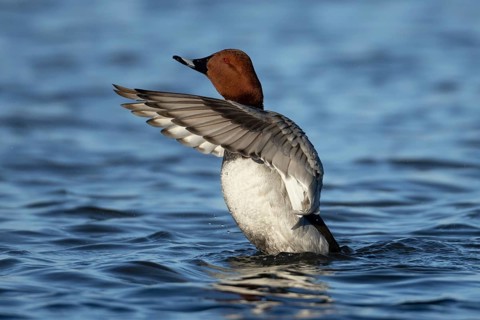 Common pochard (Aythya ferina) adult male duck stretching its wings on a lake, England, United