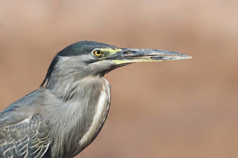 Striated Heron (Butorides striata), Eilat, Israel
