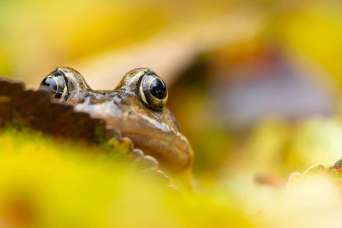 Common frog (Rana temporaria) adult amphibian on fallen autumn leaves in a garden, England, United