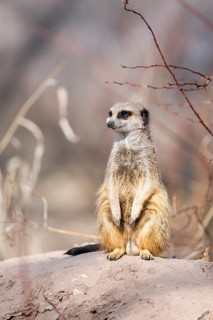 Meerkat (Suricata suricatta) standing sweet and curious in the desert, captive, occurrence Africa