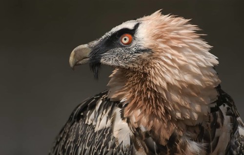 Bartgeier; lat. Gypaetus barbatus; Kopfportrait von der Seite
