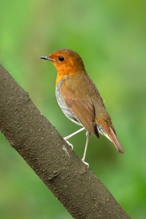 Japanese Robin (Larvivora akahige) female perched on a branch, Miyakejima, Japan