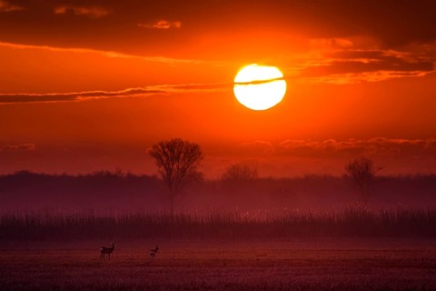 Deer stand in a field in front of rising sun, deer, fawn, (Capreolus capreolus) .Animals, mammals,