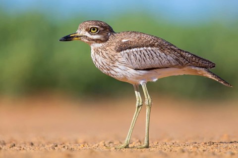 Water wagtail, (Burhinus vermiculatus), biotope, habitat, animals, birds, plover family, False Bay