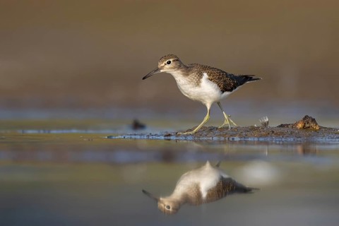 Common Sandpiper (Actitis hypoleucos), North Rhine-Westphalia, Germany