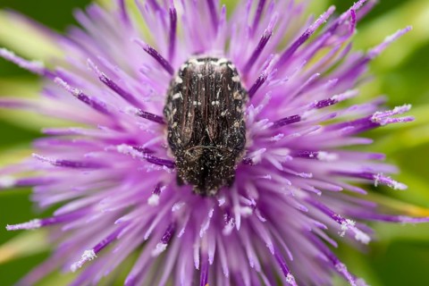 A detailed macro shot captures a oxythyrea Funesta resting on a purple silybum marianum flower in