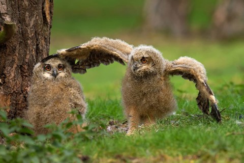 Eurasian Eagle-Owl (Bubo bubo) chicks, Utrecht, Netherlands