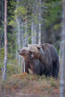 European brown bear (Ursus arctos) adult male and female two animals having sex mating in a boreal