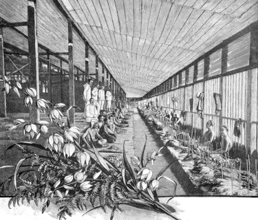 German tobacco plant in Sumatra, 1890, Chinese workers sorting tobacco in the fermentation room,