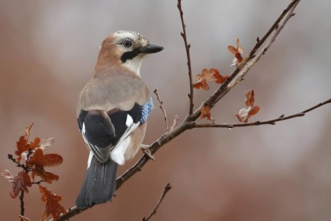 Eurasian Jay (Garrulus glandarius), Saxony, Germany