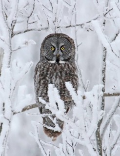 Great Grey Owl (Strix nebulosa), Saskatchewan, Canada