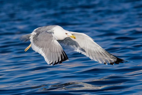 Caspian Gull (Larus cachinnans) flying, Eilat, Israel